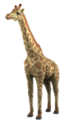 Giraffe