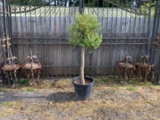 Potted Olive Decorative Tree