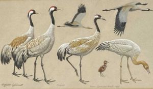 ROBERT GILLMORE watercolour - titled `Crane` from Concise BWP (Birds of the Western Palearctic