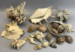 VINTAGE CORAL & SEASHELL COLLECTION