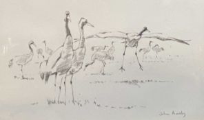 JOHN PHILIP BUSBY original pencil drawings of birds (2), signed in pencil, 16 x 18cms and 14 x