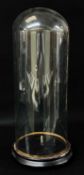 VICTORIAN GLASS DOME ON EBONISED STAND, 49cms high Condition Report:The glass dome is 18cm's in