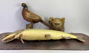 MOUNTED TAXIDERMY STUDIES (3) - to include a Pike mounted on a board, 124cms overall L, 31cms H, a