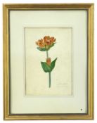 EARLY 20TH CENTURY ENGLISH SCHOOL watercolour - botanical study of Gentiana Purpurea (Purple