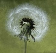 ‡ SIGRID MULLER mixed media - fine study, entitled on Martin Tinney Gallery label 'Dandelion Clock',