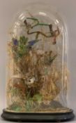 TAXIDERMY - a Victorian glass dome containing exotic birds in a naturalistic setting, 45cms H, 28cms