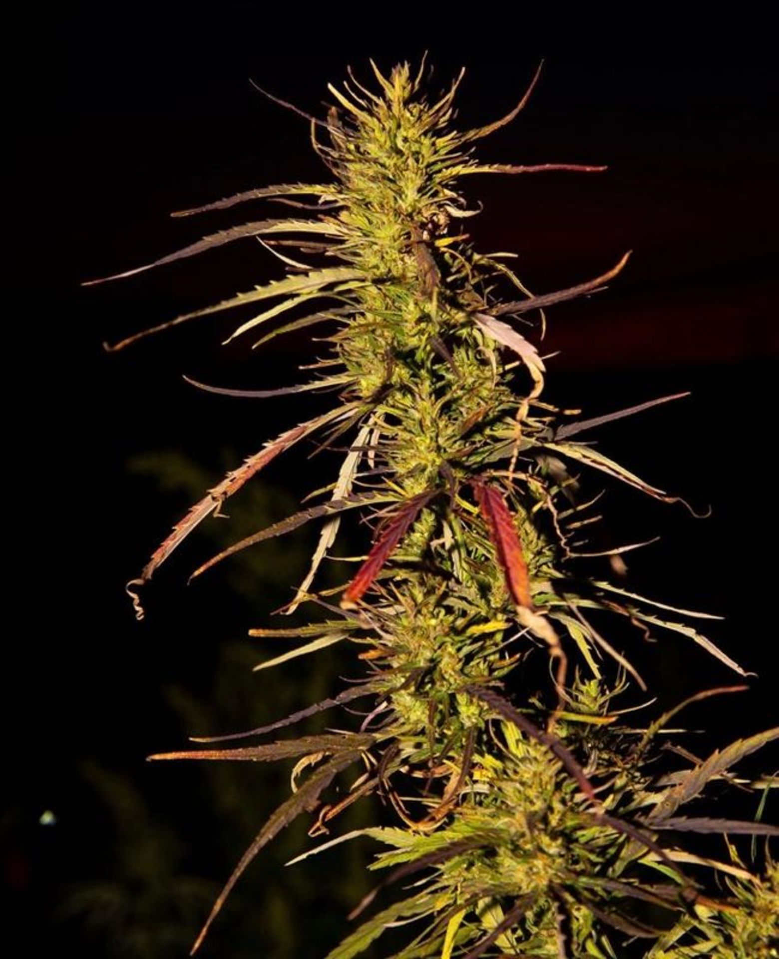 QTY 1 LBS (~26,000 Seeds) MMH Citrus Terpene Snap Hemp Seeds - Image 8 of 10