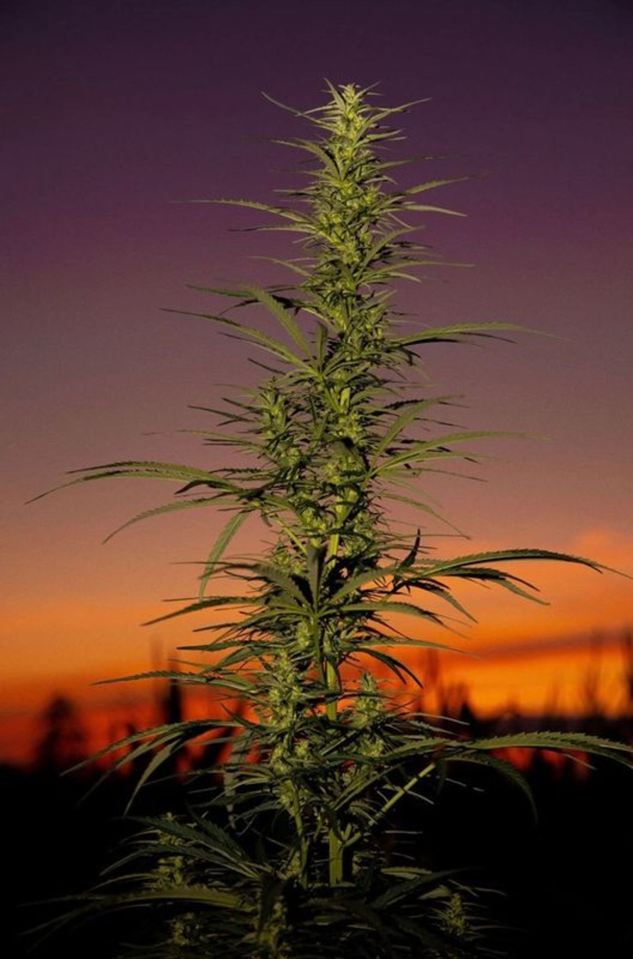 QTY 1 LBS (~26,000 Seeds) MMH Citrus Terpene Snap Hemp Seeds - Image 7 of 10