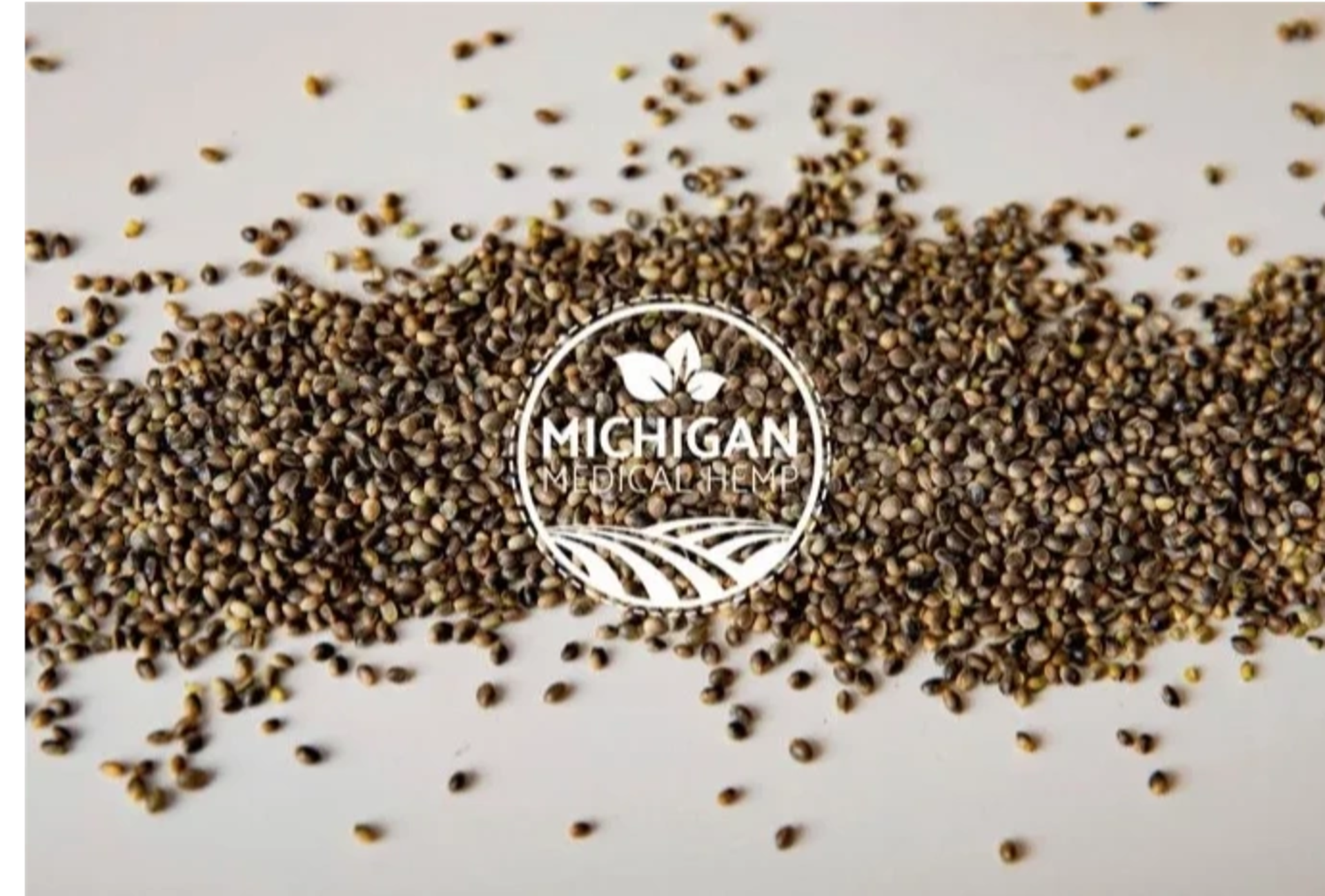 QTY 1 LBS (~26,000 Seeds) MMH Citrus Terpene Snap Hemp Seeds - Image 10 of 10