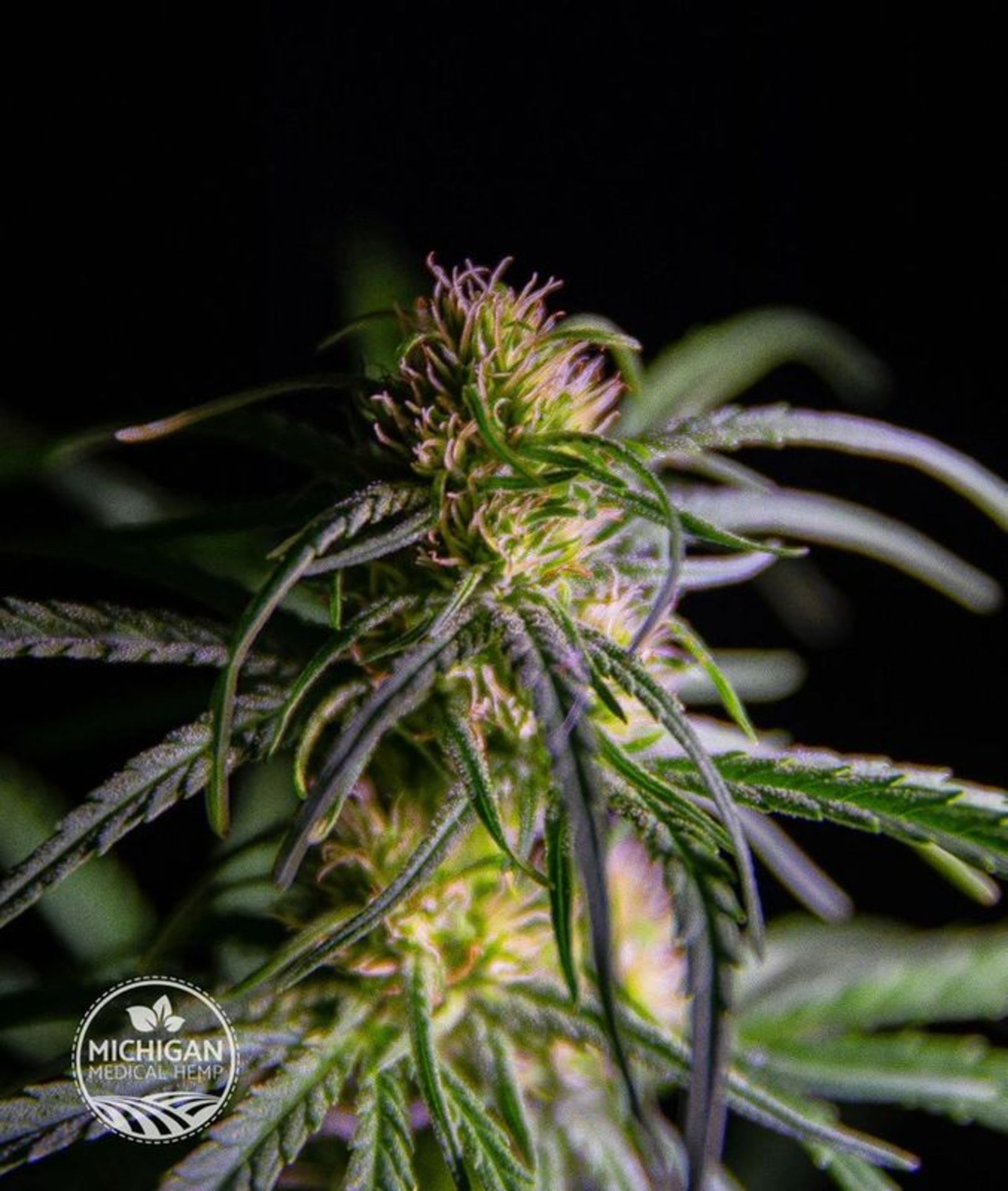 QTY 1 LBS (~26,000 Seeds) MMH Citrus Terpene Snap Hemp Seeds - Image 9 of 10
