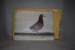 An oil painting of 'Jersey Pilot' Racing Pidgeon with several wins to his name by the artist J