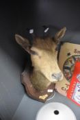 A taxidermy of a roe buck or similar head Shot in Garwhal, dated 1917.