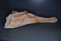 A fossilised skeleton skull of an alligator measuring approx 70cm long