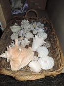 A wicker basket full of shells including some coral.