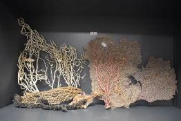 A selection of natural history marine biology coral specimins