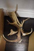 A selection of deer or stag antlers or horns