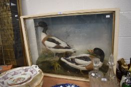 A pair of early 20th century taxidermy Shoveler ducks in naturalistic glazed case