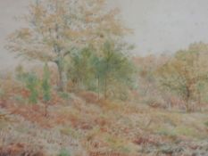 A watercolour, Robert E Rampling, woodland landscape, signed, 19 x 27cm, plus frame and glazed