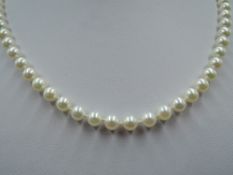 A knotted string of cultured pearls having yellow metal clasp stamped 14K, apptox 18'