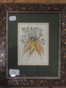 A watercolour, Rosemary J Balcer, study of carrots, 15 x 10cm, plus frame and glazed
