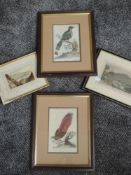 A pair of engravings, after Edwards, The Motmot and The Apoda, bird interest, dated 1799,19 x