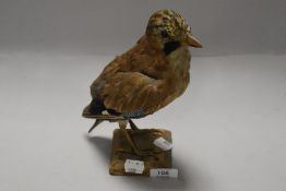 A taxidermy study of a Jay bird Garrulus glandarius