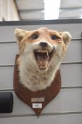 A taxidermy fox mask