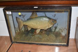 A taxidermy roach 1924