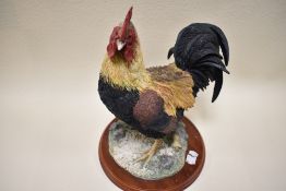 A Border fine arts figure study by Russell Willis Cockerel Brown no759456