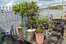 A pair of bay tree plants in antique ceramic pots dated 1878 and two similar plants in pots with