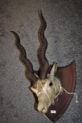 A late Victorian taxidermy study of a Kudu or similar African antelope