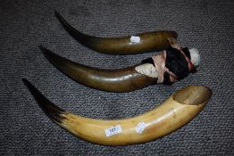 Three large size bovine cow horns