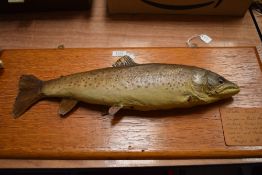 A taxidermy study of a Lake trout caught in 1905 weighing 4LB
