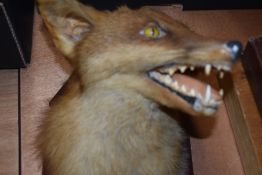 A Taxidermy study of a fox mask mounted on a wooden shield