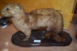 A Taxidermy study of a mink mounted on wooden base