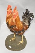 A taxidermy study of a two headed cockerel on wooden base