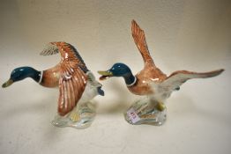 Two Beswick studies, Mallard Duck rising 749 and Mallard Duck settling 750