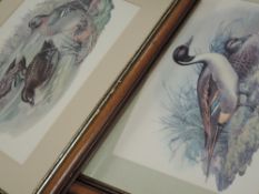 (20th century), a pair of prints, ducks, 29 x 45cm, mounted framed and glazed, 50 x 67cm