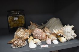 A selection of natural history sea shells and marine items