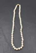 A string of cultured pearls of even form having 9ct gold ball and tongue clasp, approx 19'