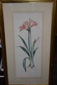 (20th century), a print Amaryllis, 69 x 26cm, mounted framed and glazed, 96 x 52cm