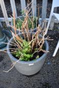 A pair of modern planters and contents