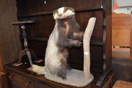 A taxidermy study of a badger standing