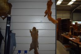 Two taxidermy studies of squirrels one grey one red