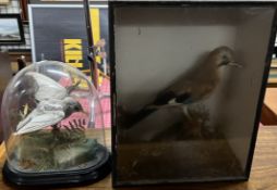 Taxidermy - a starling with wings out stretched,