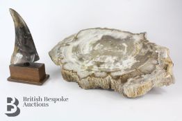 Tree Fossil - Triassic Period (240 Million Years)