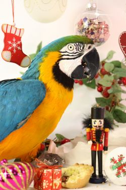 Christmas Sale: Antiques, Collectables & Furniture