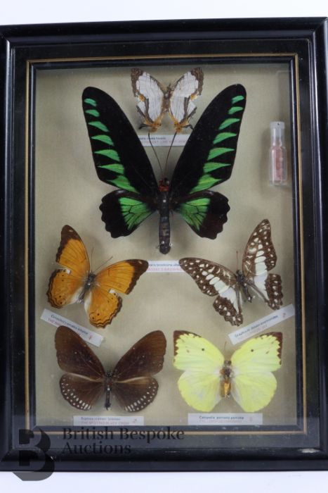 Taxidermy Butterflies and Beetles - Image 3 of 3