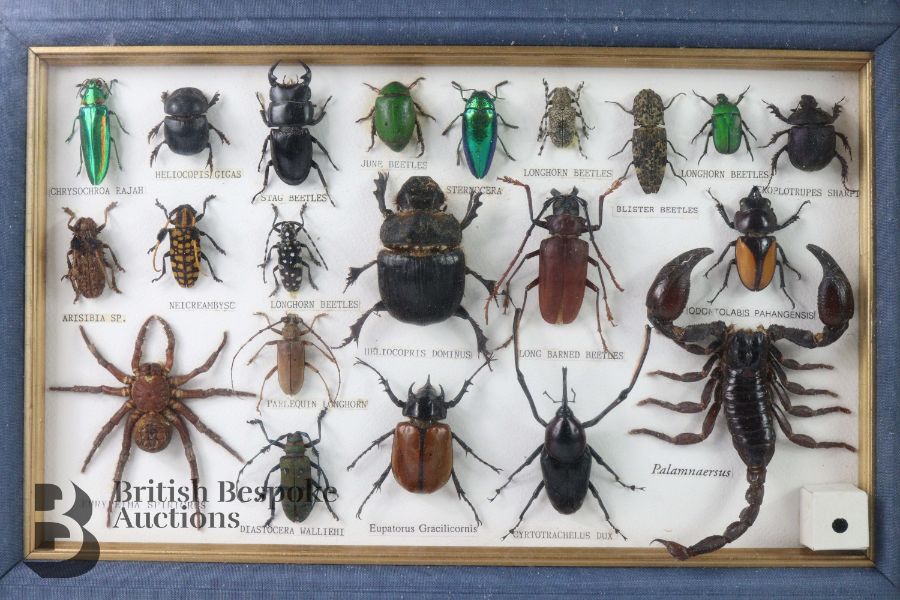 Taxidermy Butterflies and Beetles - Image 2 of 3