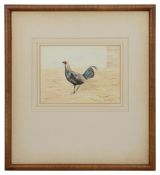 Richard Harrison, Study of an Old English Game fowl, watercolour